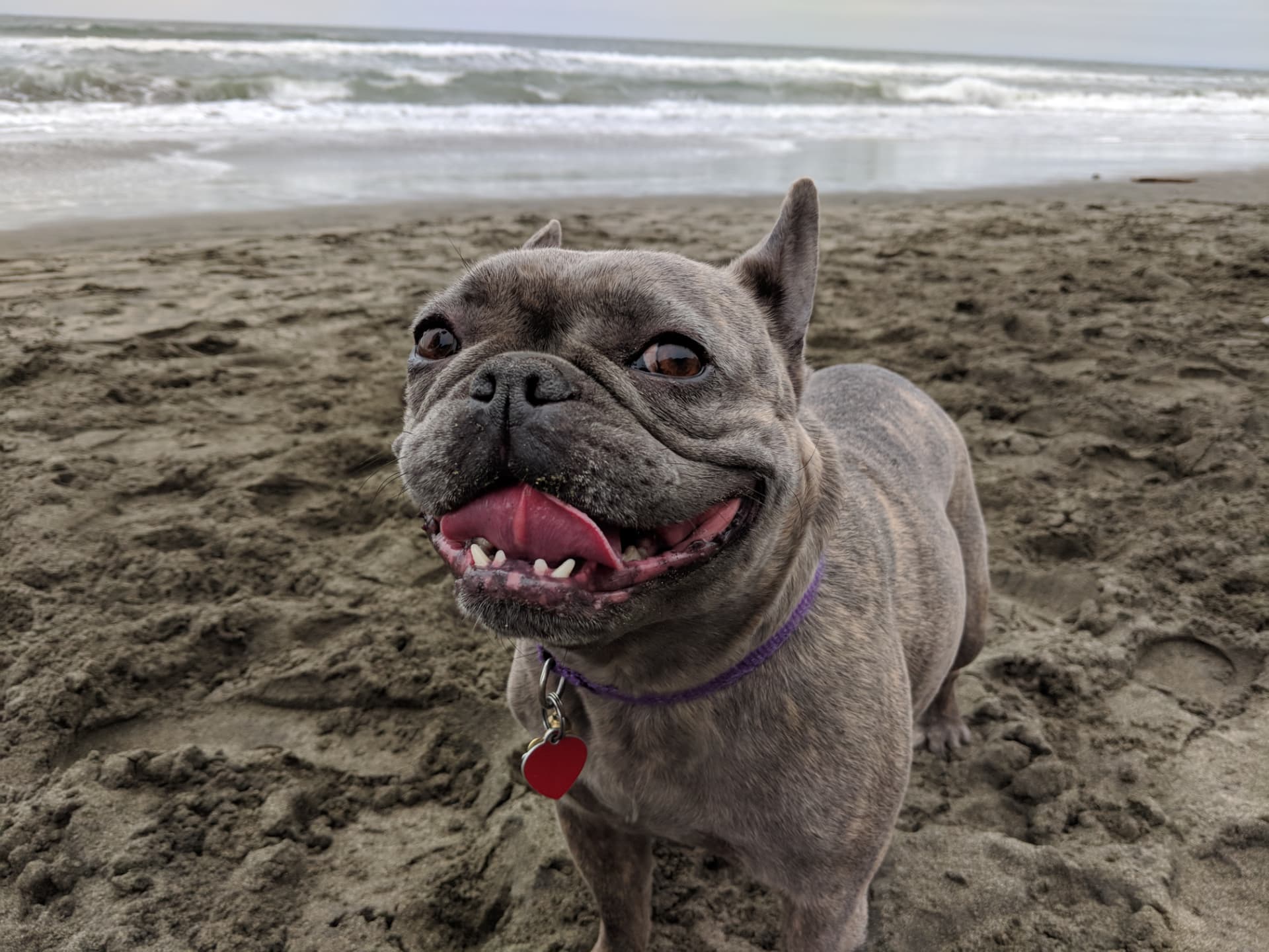 Lily, a French bulldog, smiling on the beach.