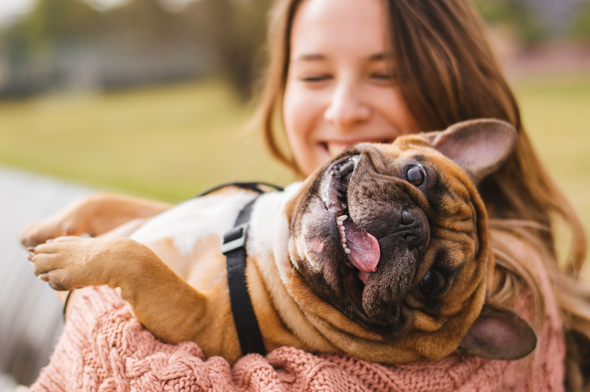 A woman holding a relaxed French bulldog outdoors.