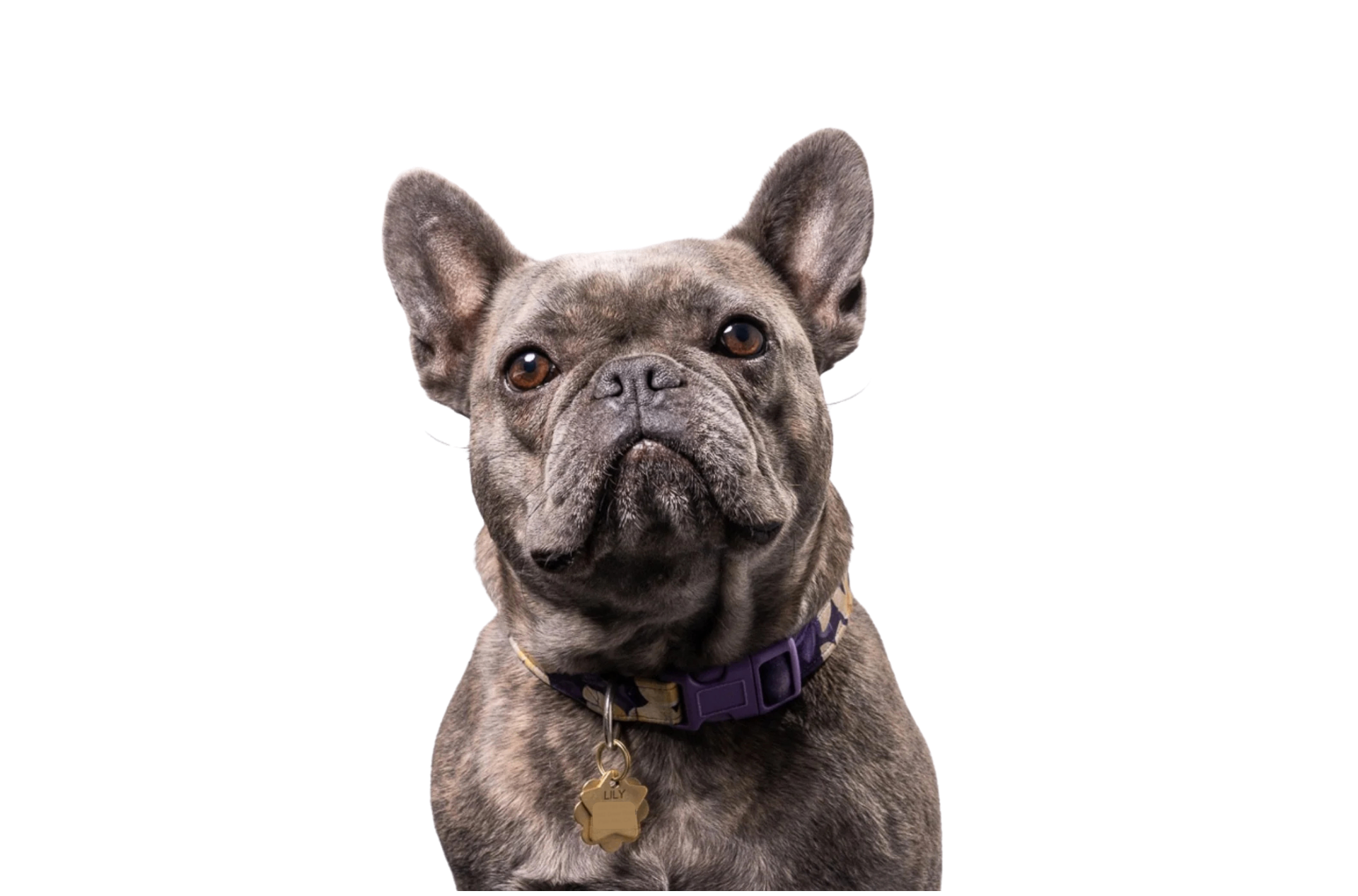 Lily, a brindle French Bulldog with a purple collar and name tag, looking toward the viewer.